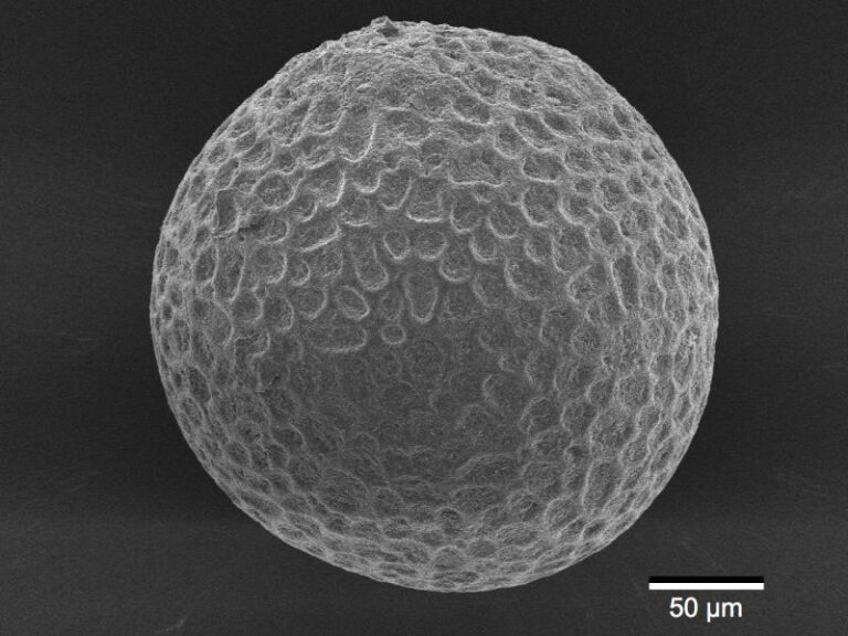 A scanning electron microscope photograph of a Pumilibranchipus deserti egg